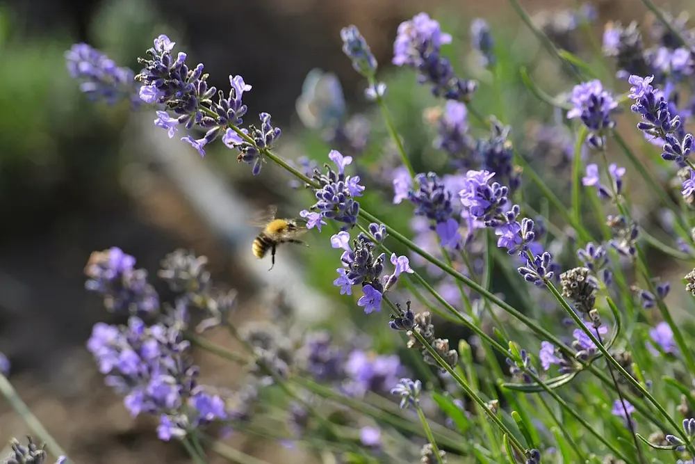 Banheira com água morna e flores secas de lavanda flutuando, em banheiro com luz baixa e uma toalha dobrada ao lado