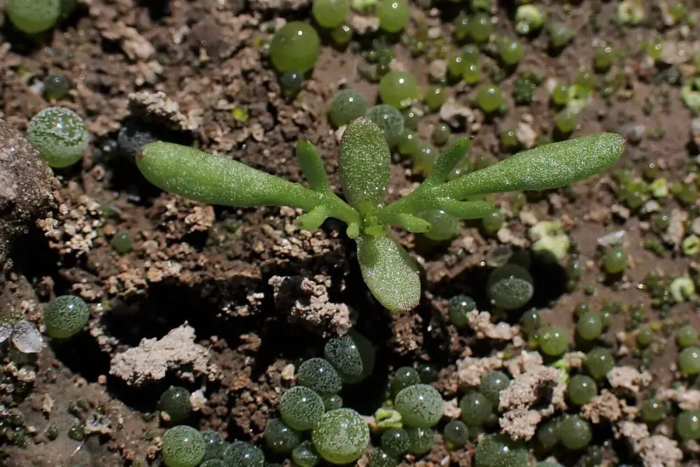 Pano dobrado umedecido em chá de camomila ao lado de flores de camomila