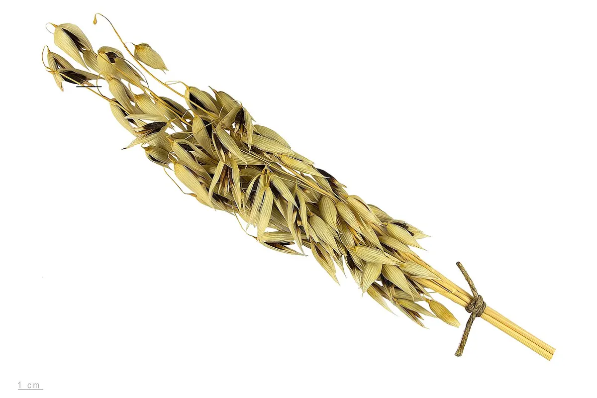 Jarra com água leitosa de aveia ao lado de uma toalha e de flocos de aveia