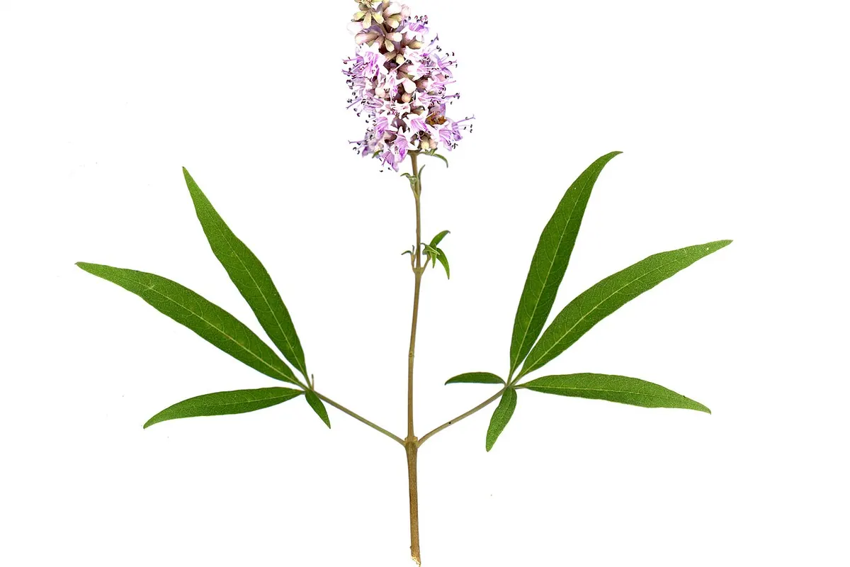 Frutos secos de agnocasto em um pires de cerâmica ao lado de ramos com flores lilases