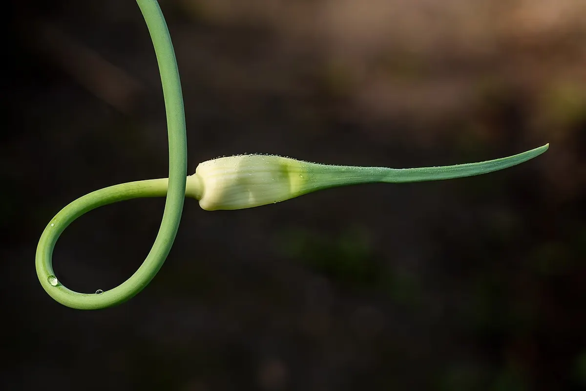 Cabeças e dentes de alho sobre uma tábua de madeira