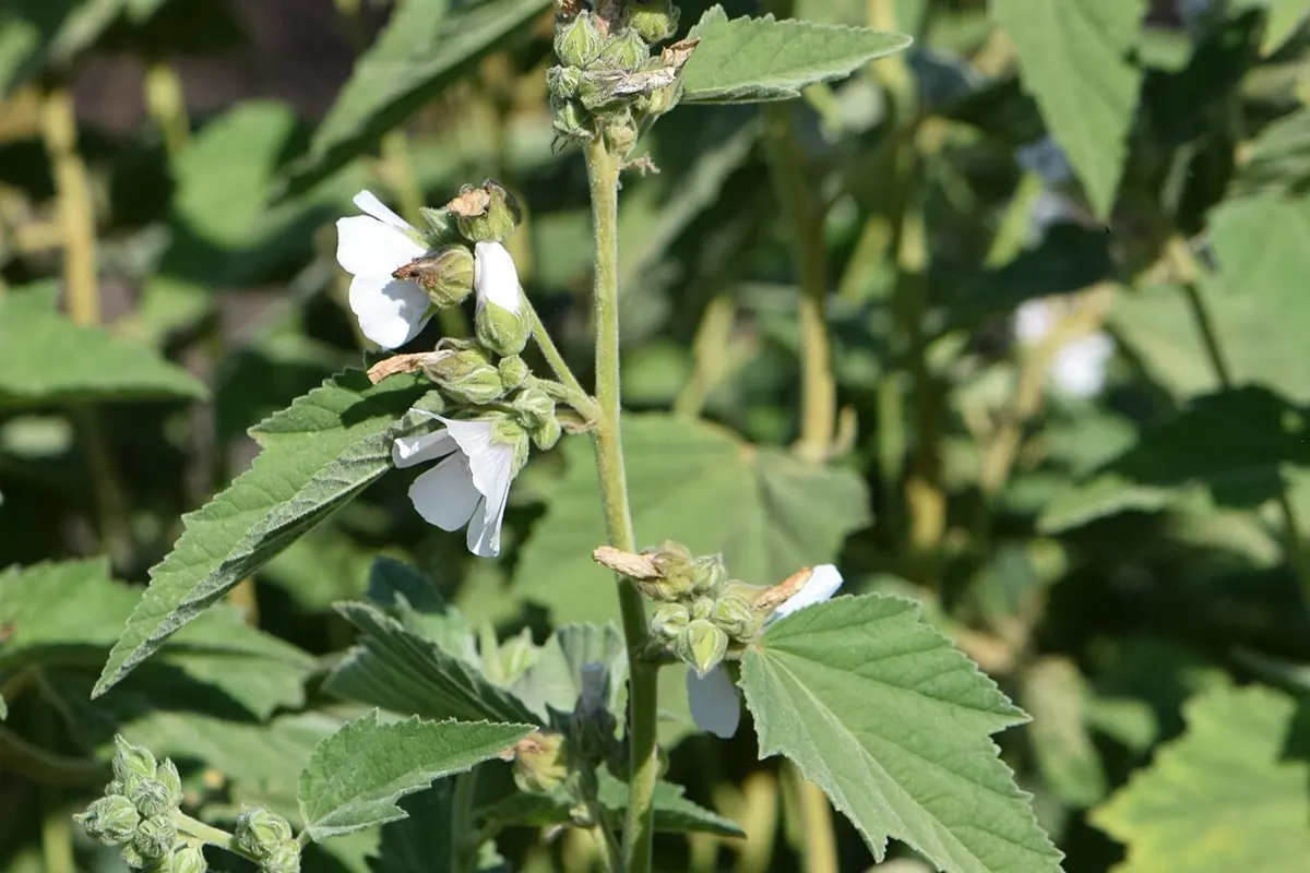 Raiz seca de althaea picada em um copo de água e a planta com flores rosadas ao fundo
