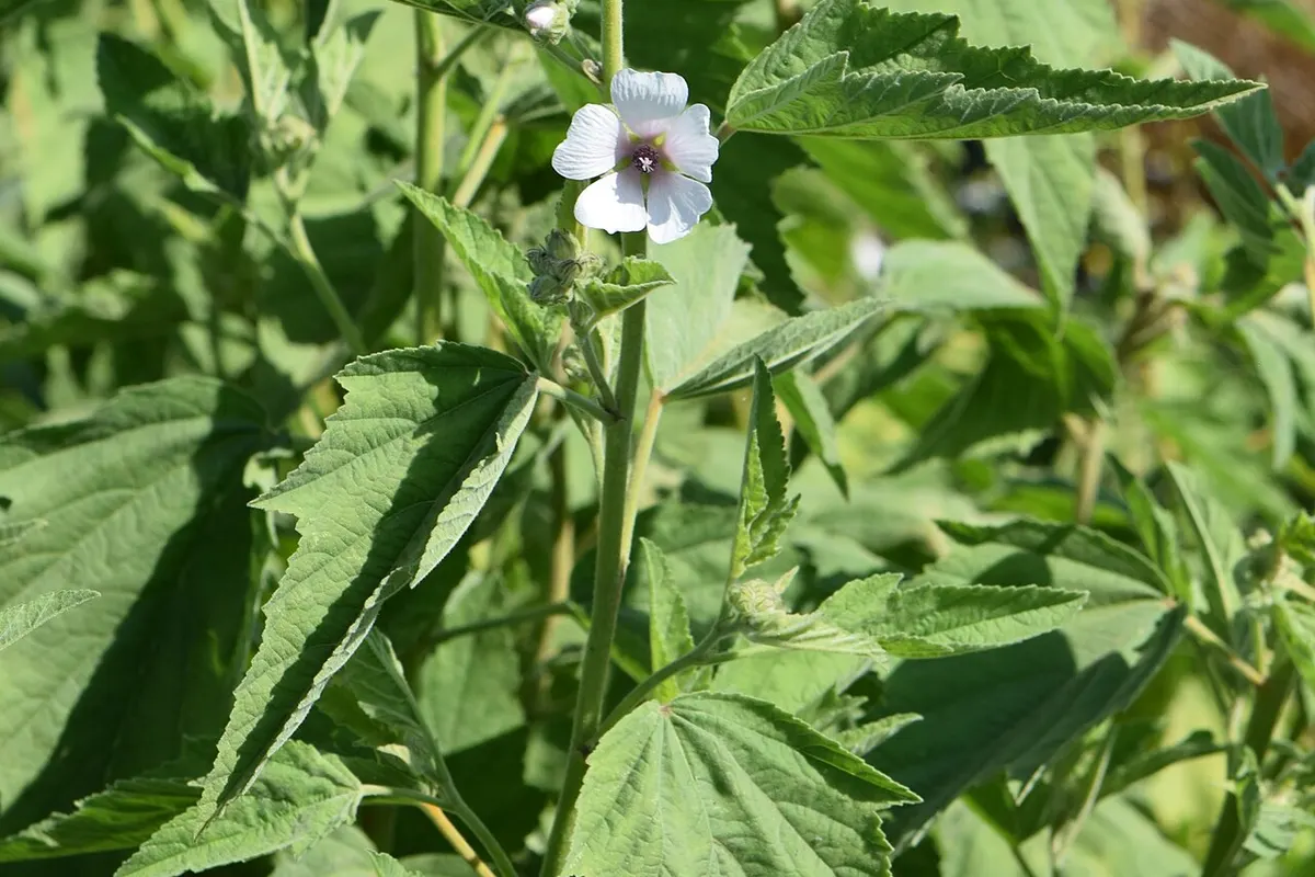 Planta de althaea com flores rosa-claro em um jardim