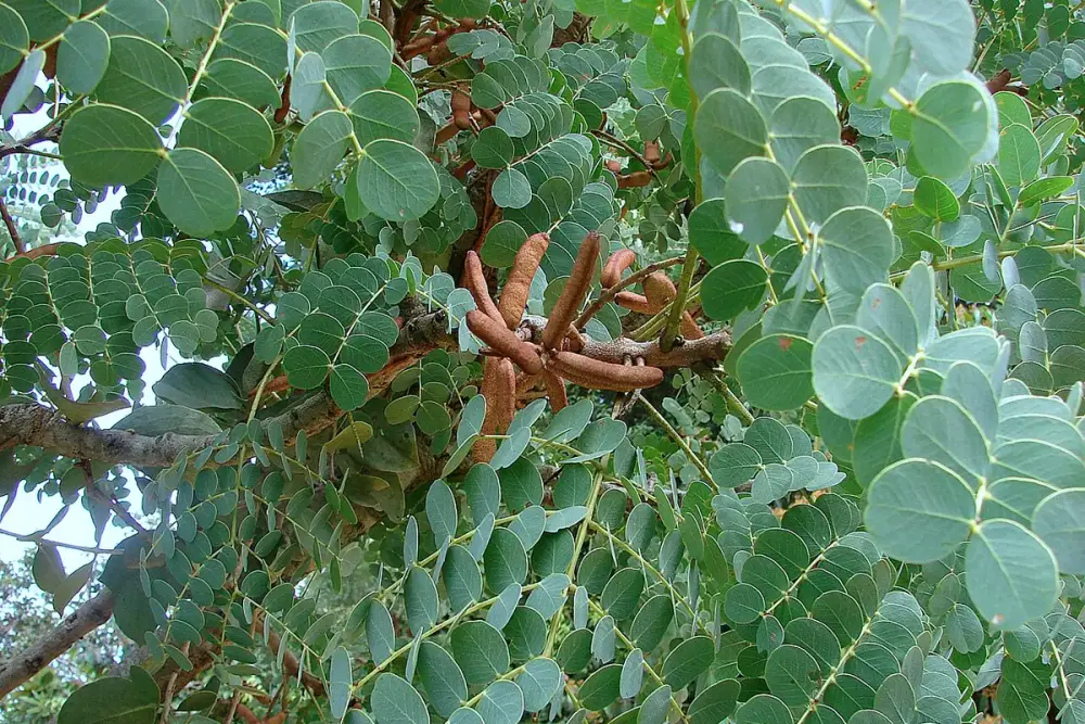 Pedaços de casca de barbatimão secos sobre uma mesa de madeira
