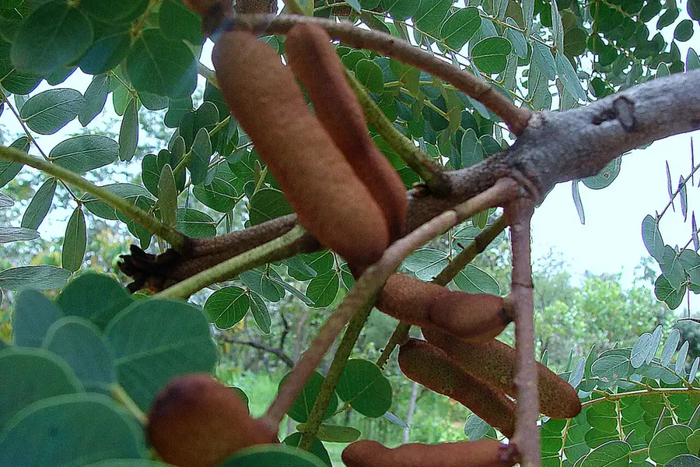 Casca avermelhada de barbatimão ao lado de um pote de pomada e gaze