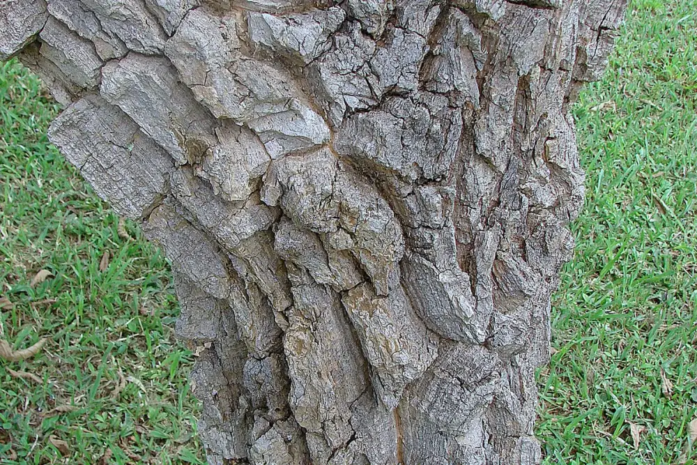 Pés descansando sobre toalha ao lado de bacia de água e pomada de barbatimão