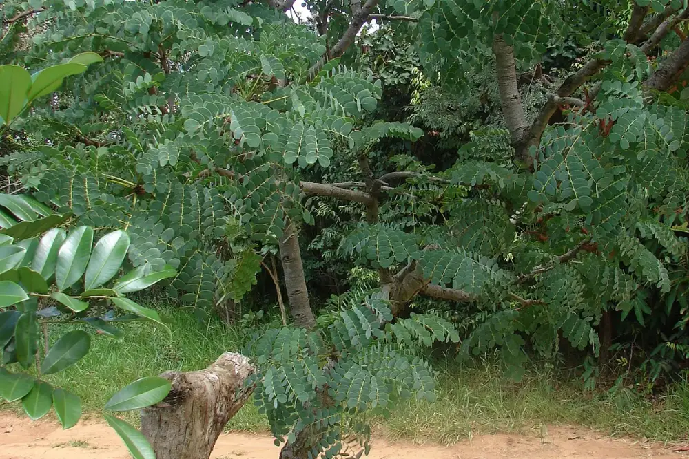 Tronco de barbatimão com casca rugosa no Cerrado