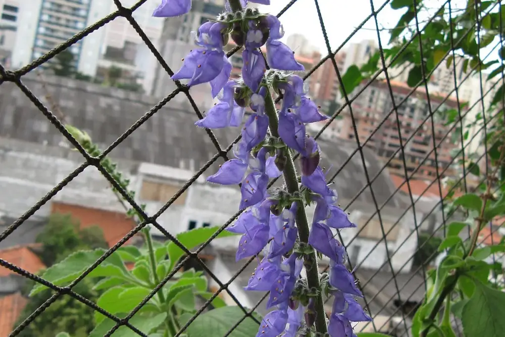 Touceira de boldo-brasileiro com folhas grossas, aveludadas e serrilhadas