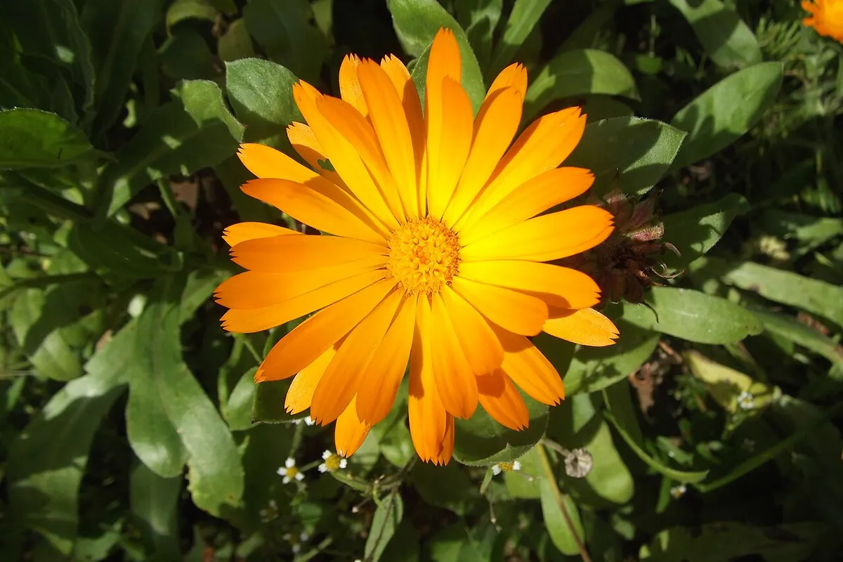 Pano de algodão umedecido em chá de calêndula sobre o antebraço, com flores ao lado