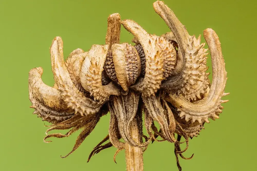 Flores de calêndula alaranjadas abertas ao sol
