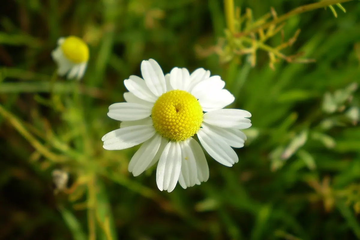 Flores de camomila frescas sobre gaze branca e xícara de chá claro