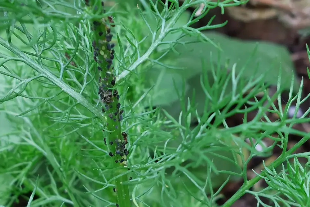 Gaze estéril e tigela com chá de camomila coado ao lado de flores secas