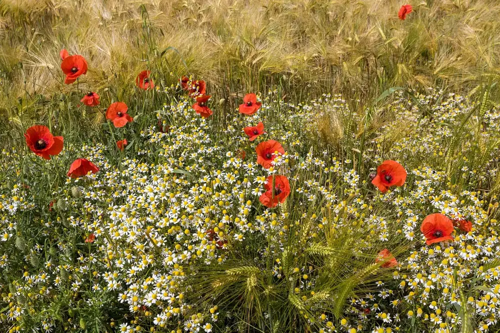 Flores de camomila brancas com miolo amarelo em um campo
