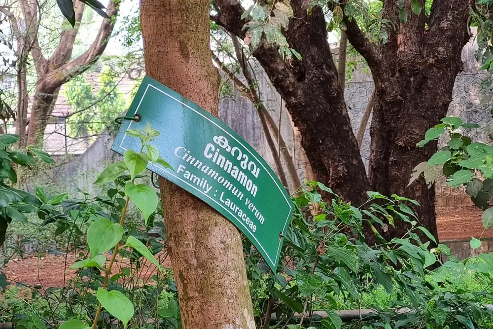 Paus de canela-do-ceilão finos e enrolados ao lado de uma xícara de chá