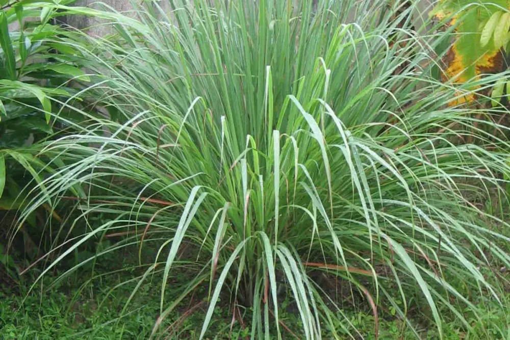 Touceira de capim-limão com folhas longas e finas, verde-claras