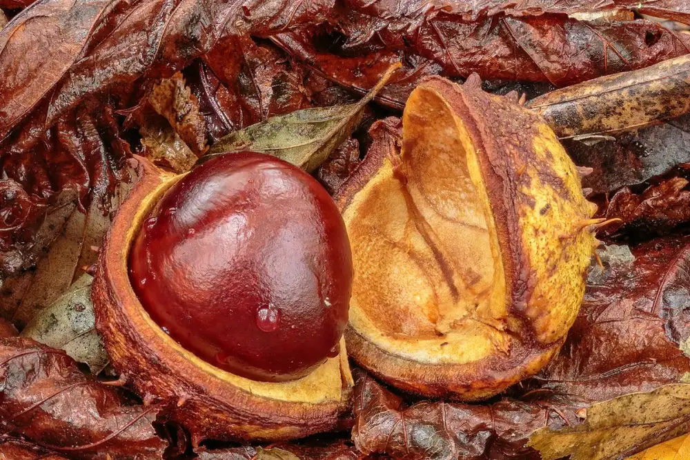 Castanhas-da-índia brilhantes ao lado das cascas espinhosas sobre mesa de madeira