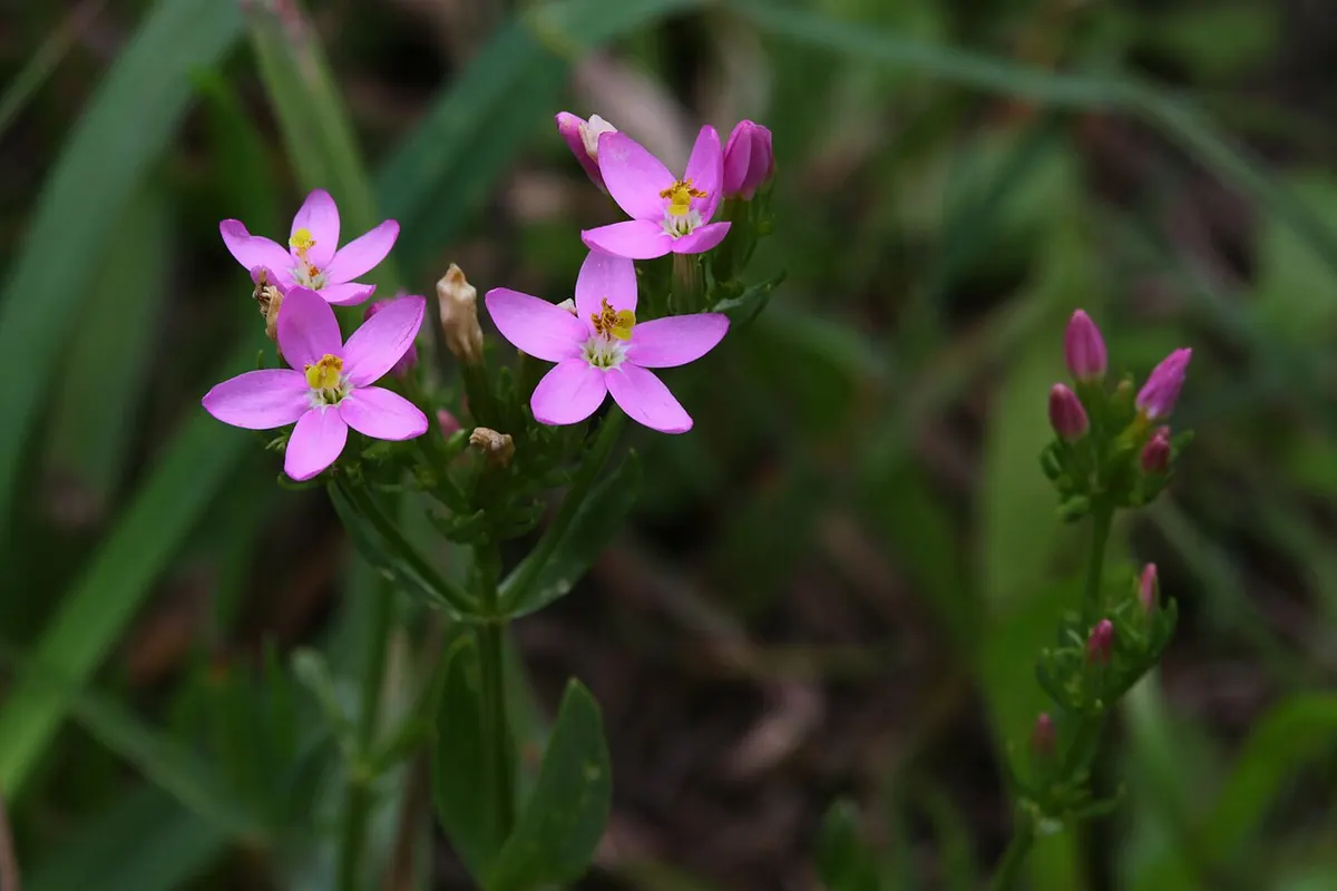 Pequenas flores cor-de-rosa de centáurea-menor em um campo