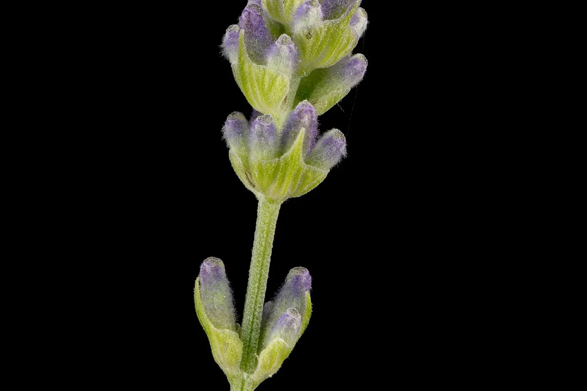 Xícara de chá claro com raminhos de lavanda seca ao lado, perto de uma janela ensolarada