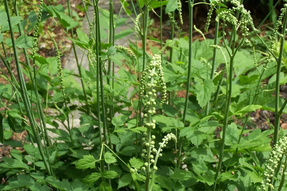 Planta de cimicífuga com longas hastes de flores brancas em bosque sombreado