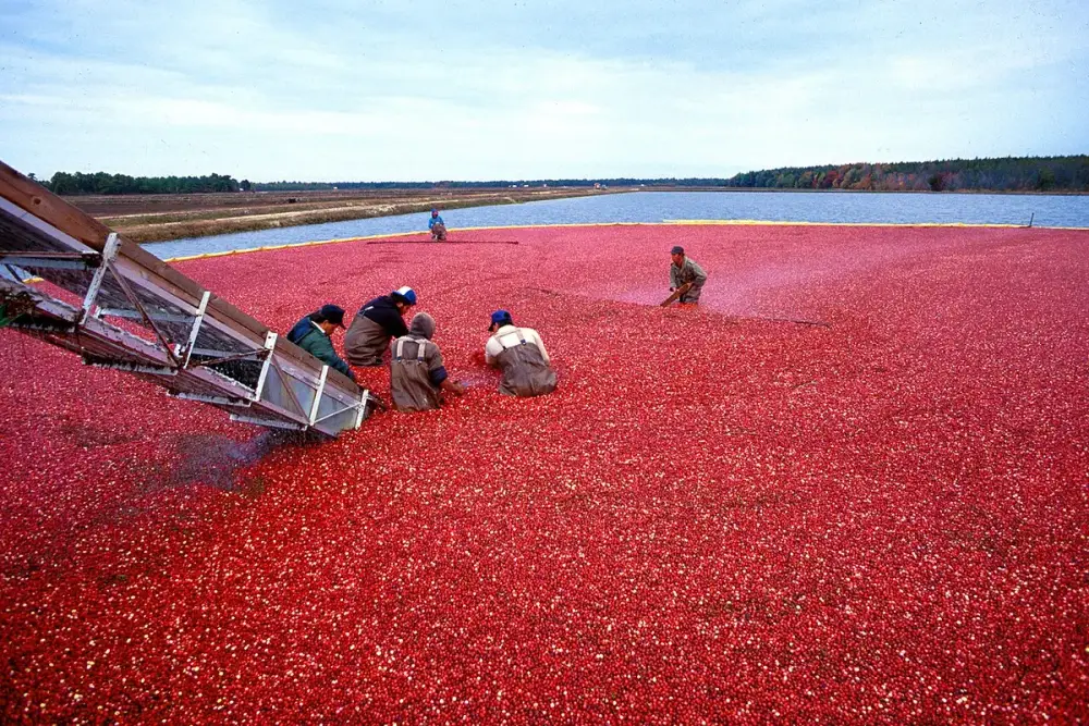 Tigela com cranberries vermelhas e brilhantes ao lado de um copo de suco escuro