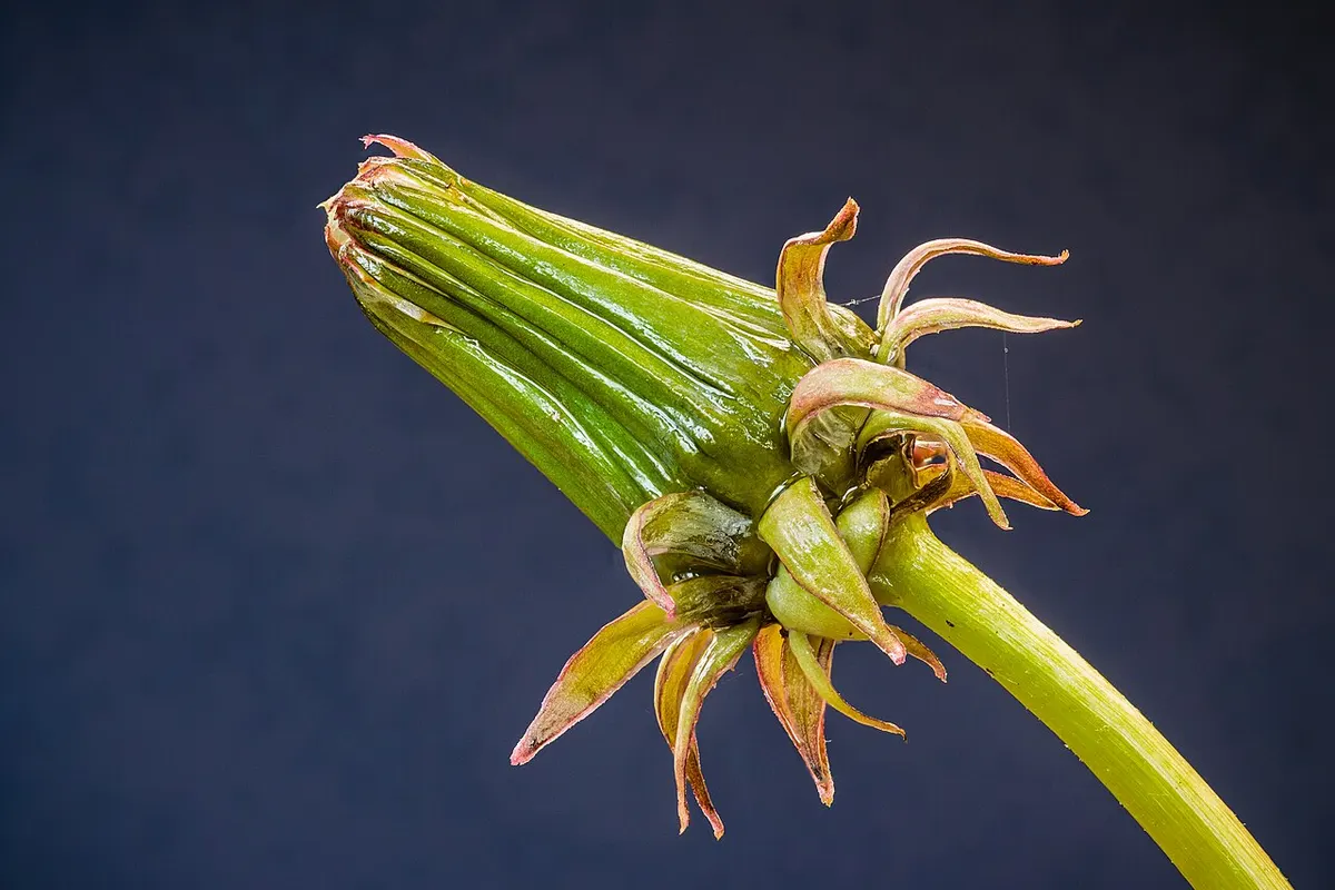 Dente-de-leão com flor amarela e folhas recortadas no gramado