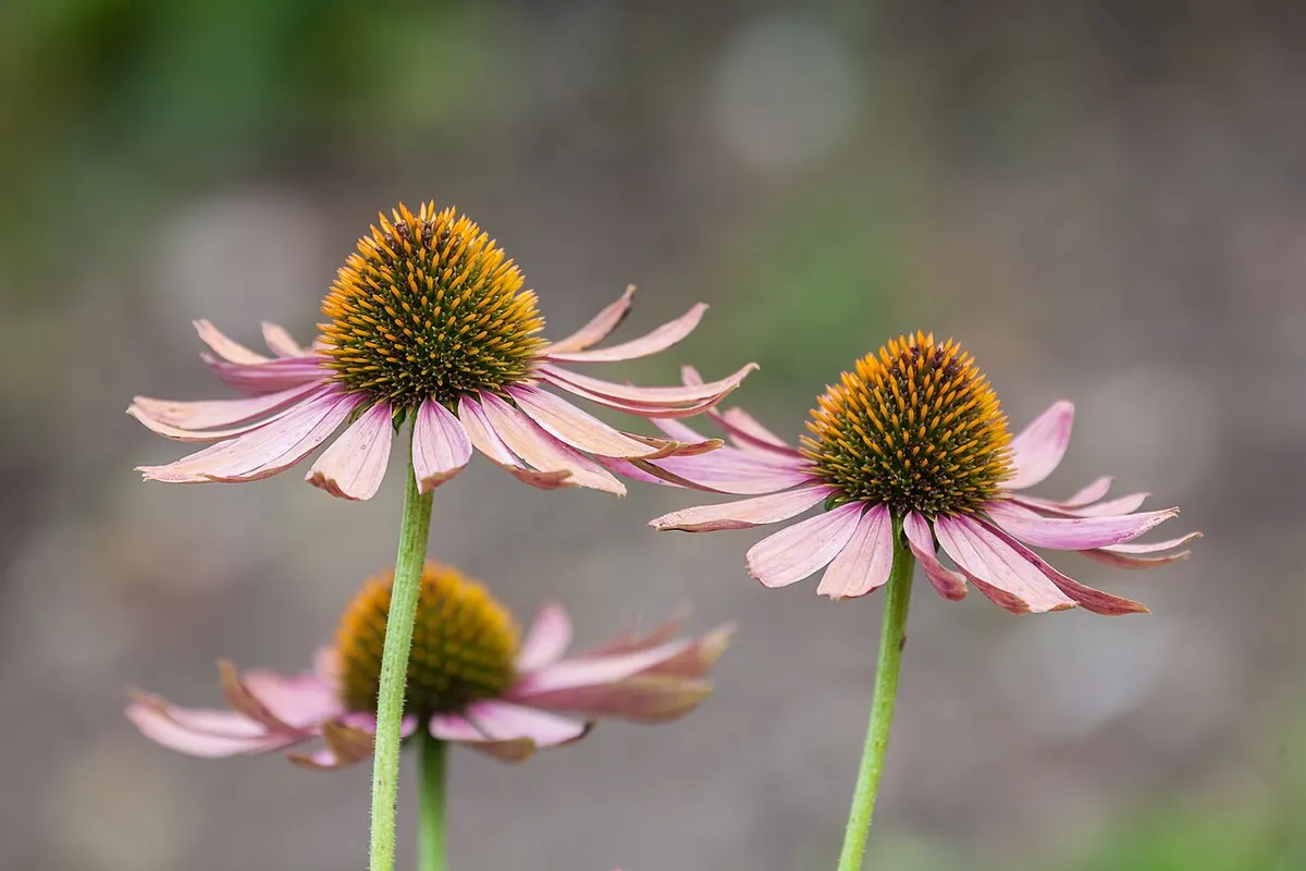 Flores roxas de equinácea com o centro alaranjado em um jardim