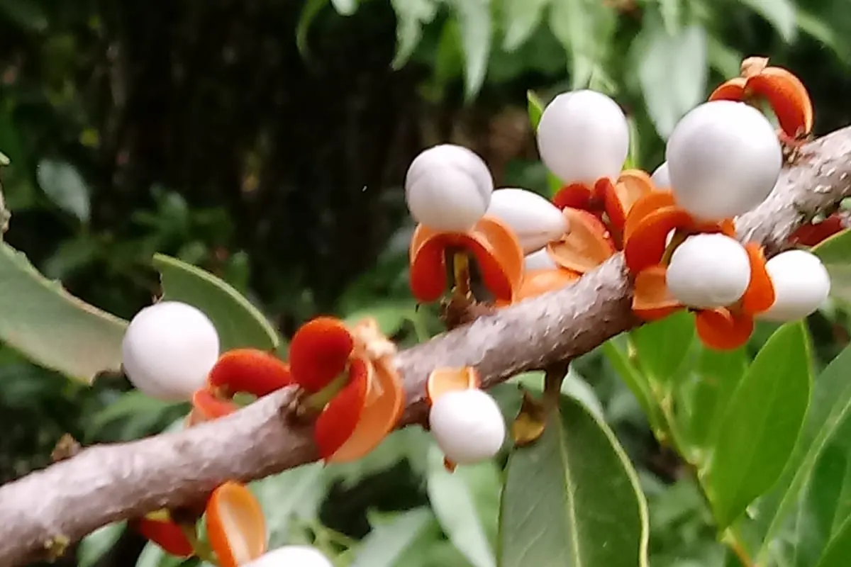Ramo de espinheira-santa com folhas verdes, duras e com bordas espinhosas
