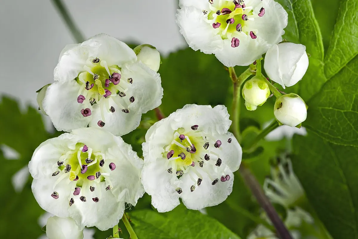Galho florido de espinheiro-alvar com pequenas flores brancas