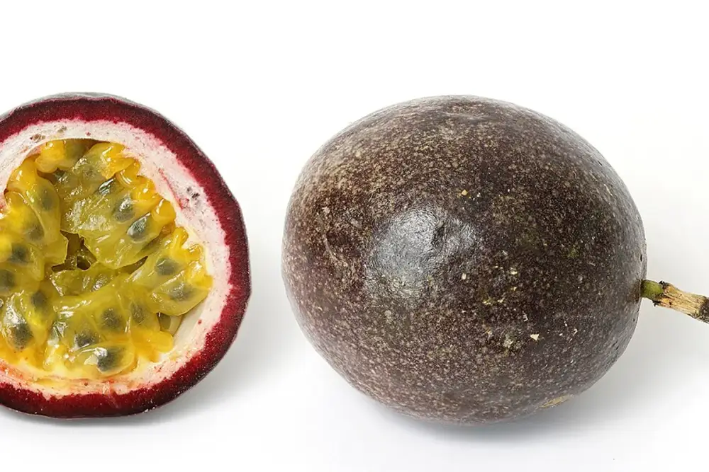 Ramo de maracujazeiro-azedo com folhas verdes trilobadas e uma fruta amarela pendurada