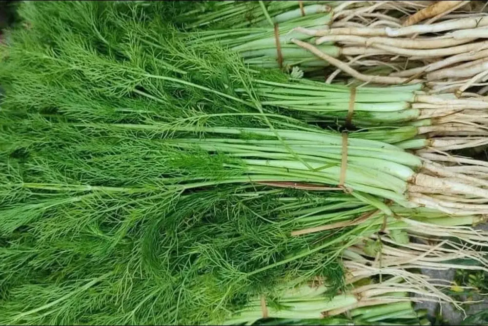 Frutos secos de funcho numa colher ao lado de uma xícara pequena de chá