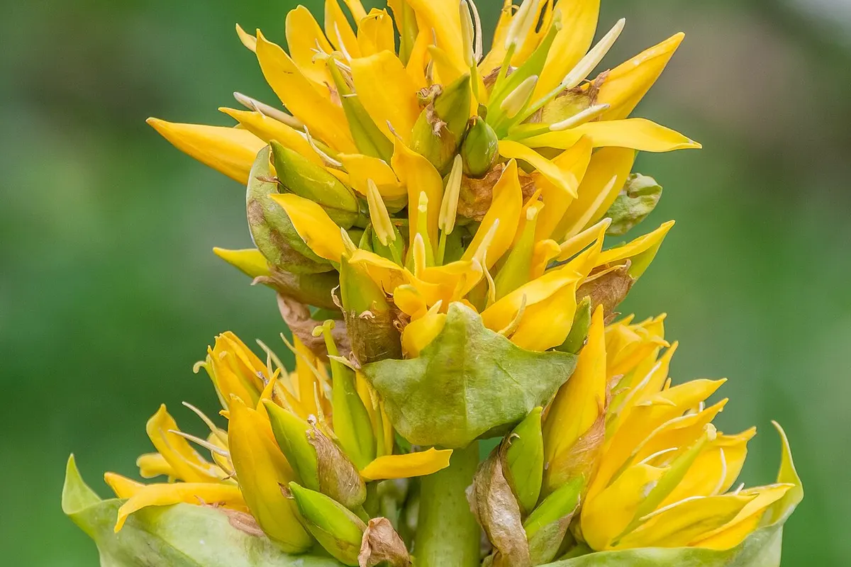 Raízes secas e picadas de genciana-amarela em uma tigela pequena ao lado de uma xícara