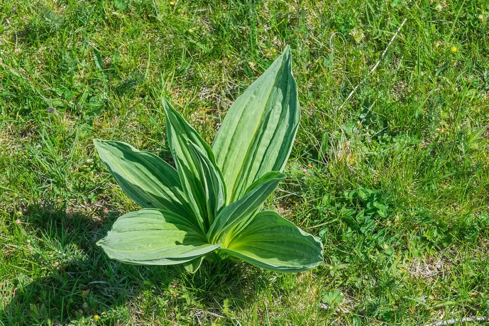 Gentiana-amarela em flor em um campo de montanha, com flores amarelas em andares