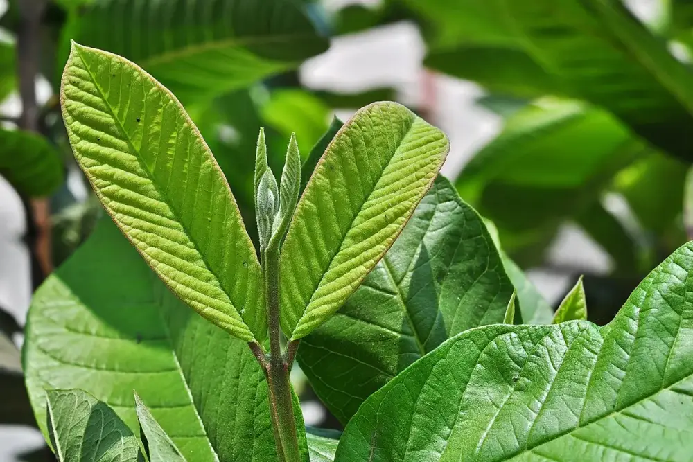 Folhas verdes de goiabeira ao lado de uma xícara de chá e uma goiaba