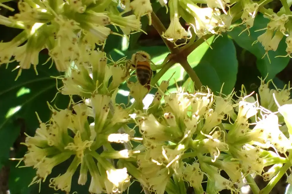 Panela pequena com folhas de guaco em decocção e uma xícara de chá ao lado