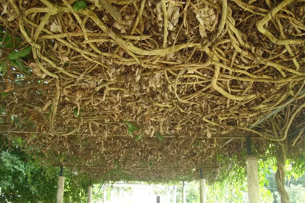 Ramo de guaco com folhas verdes em formato de coração, ao lado de uma xícara de chá