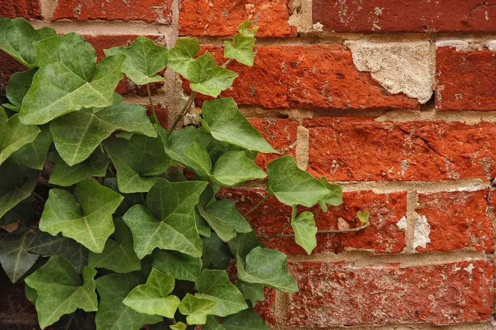 Folhas verde-escuras de hera trepadeira em um muro