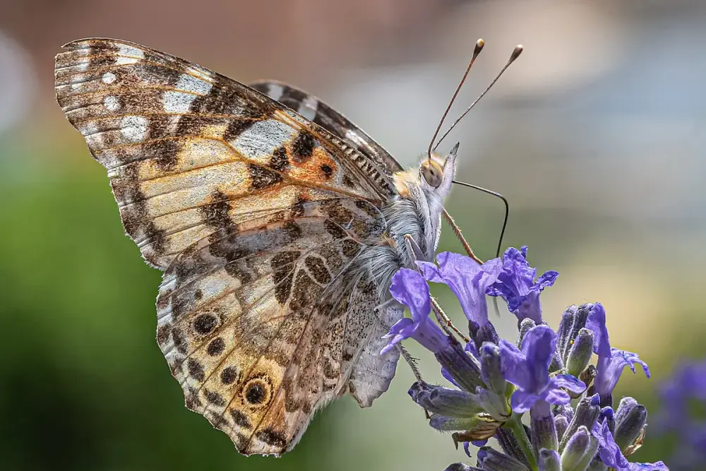 Saquinho de tecido cheio de flores secas de lavanda sobre uma mesa de escritório