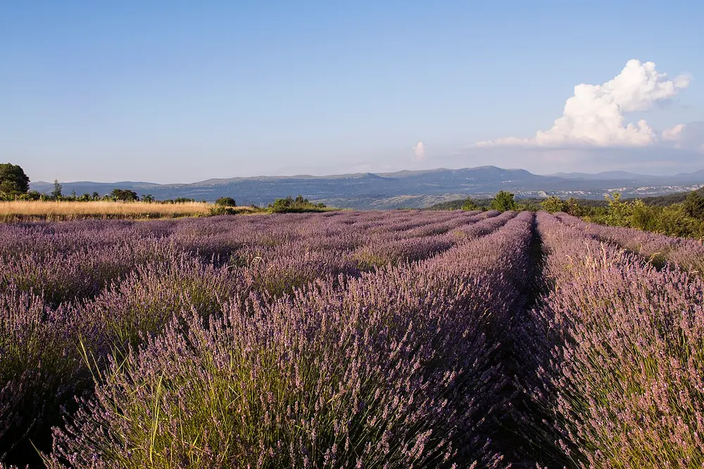 Ramos de lavanda em flor ao lado de uma xícara de chá