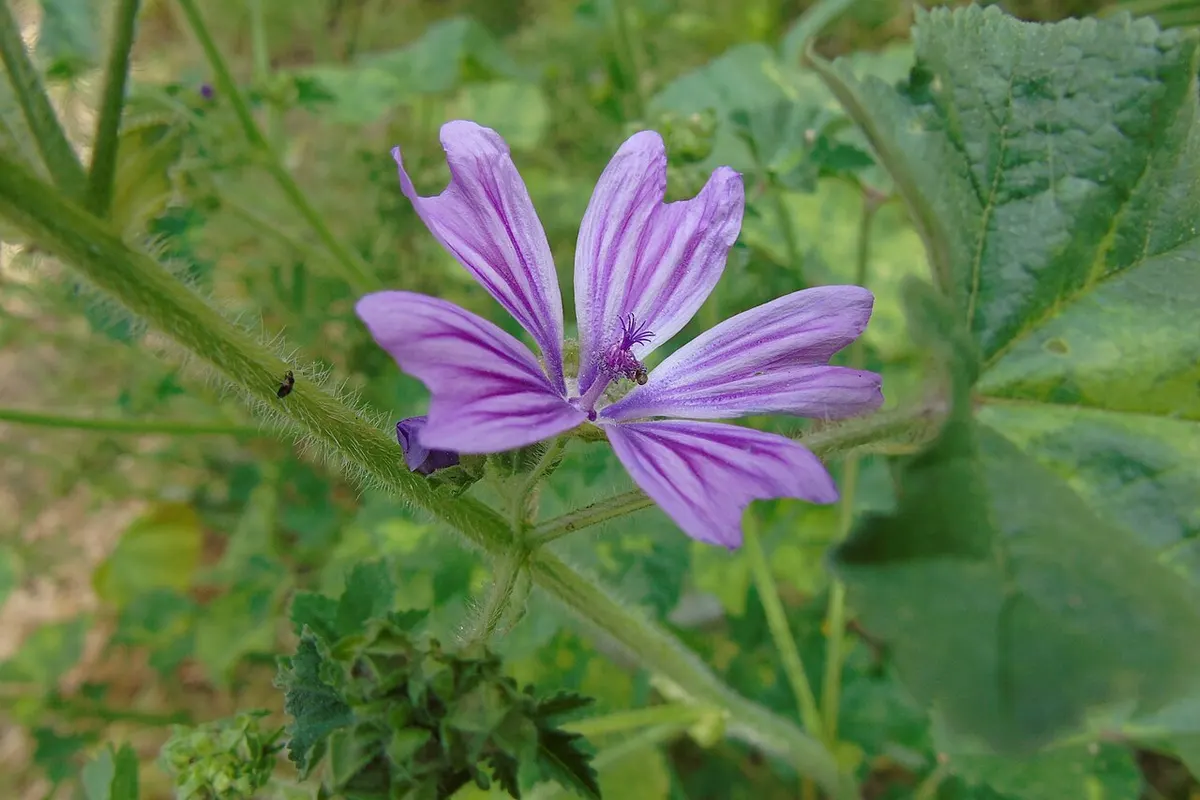 Flores roxas de malva com listras escuras entre folhas verdes