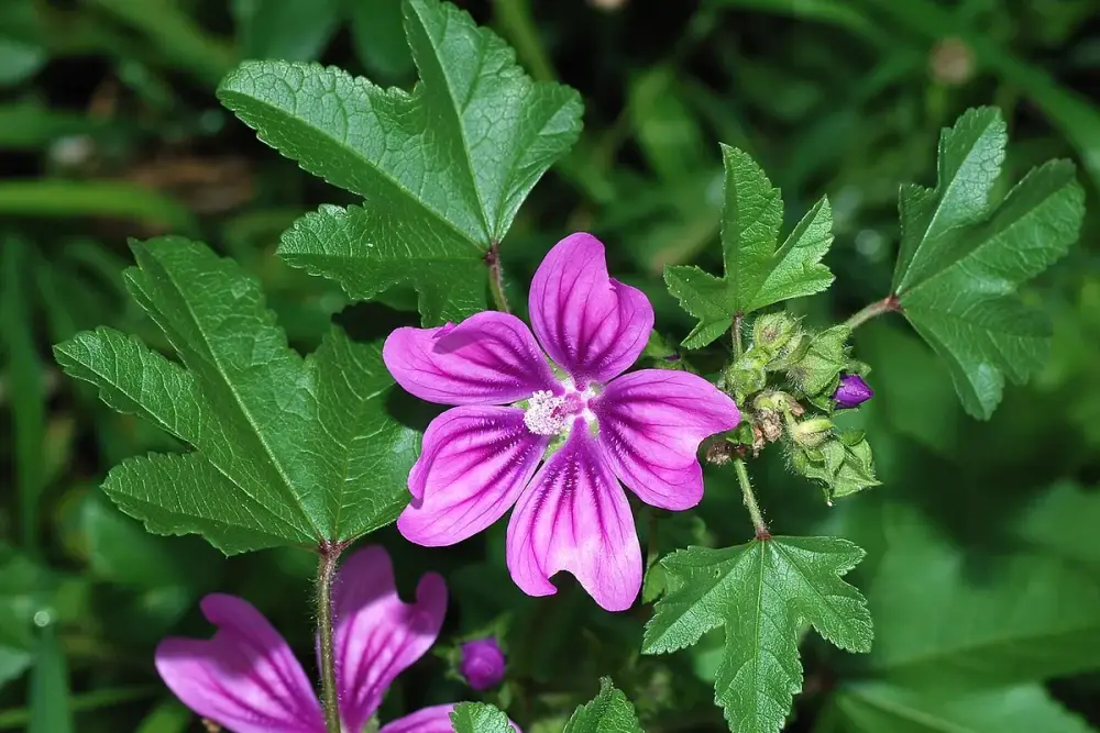 Flores roxas de malva com veios escuros, frescas e secas, ao lado de uma caneca
