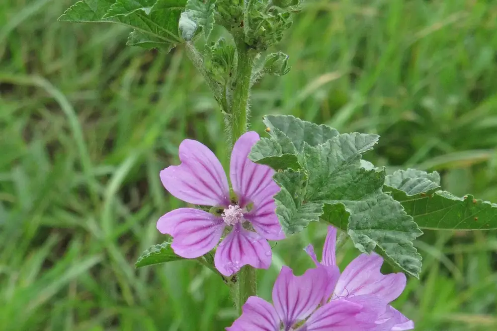Copo com chá de malva lilás claro e flores de malva sobre a mesa