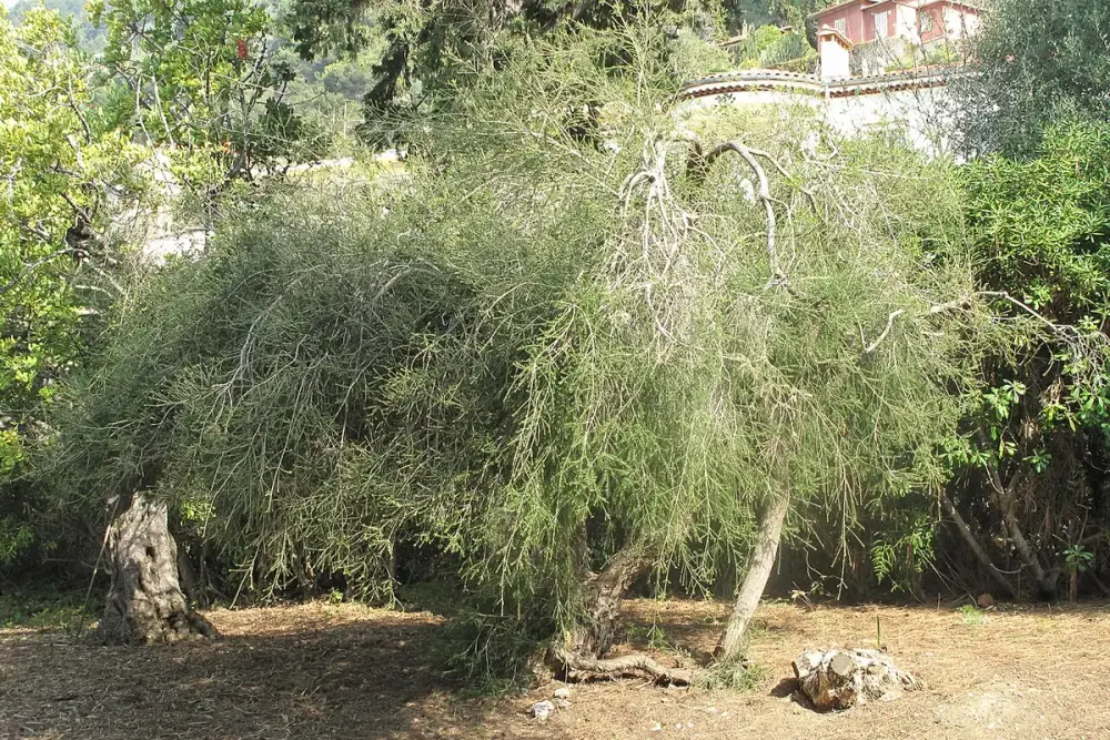 Ramos verdes e finos de melaleuca com um pequeno frasco de óleo ao lado