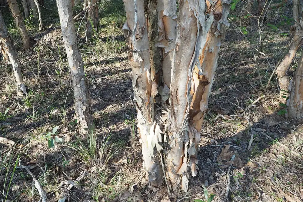 Frasco de xampu ao lado de raminhos de melaleuca sobre uma bancada de banheiro
