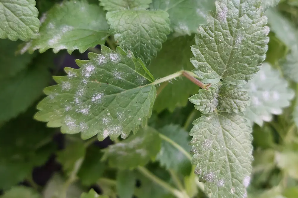 Xícara de chá de melissa fumegante sobre uma mesa de madeira, ao lado de um galho fresco com folhas verdes