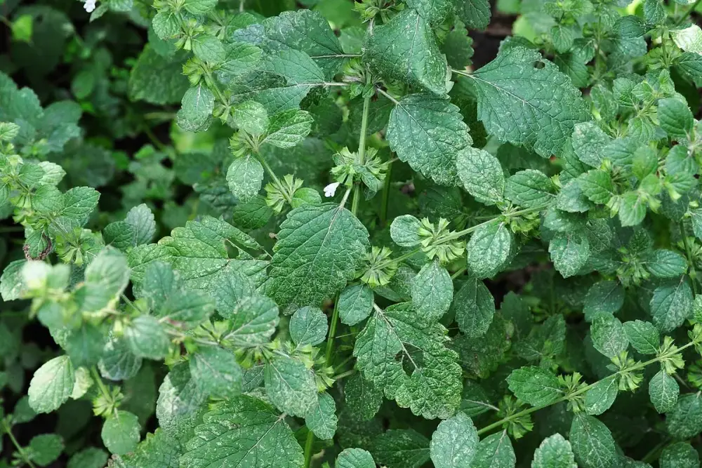 Folhas verdes e enrugadas de melissa em um vaso