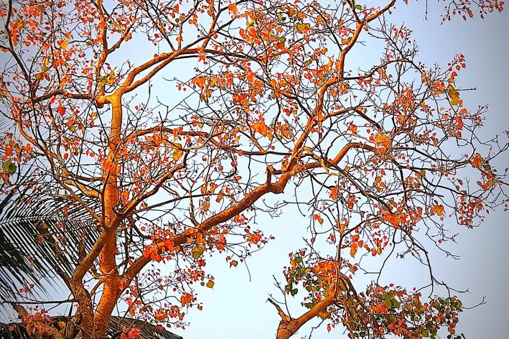 Árvore de mulungu florida com flores vermelho-alaranjadas em galhos sem folhas, contra céu azul