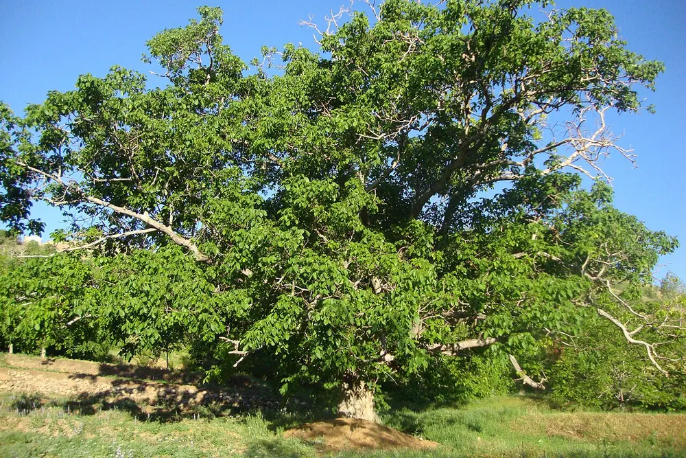 Nozes inteiras e quebradas numa tigela de cerâmica sobre mesa de madeira