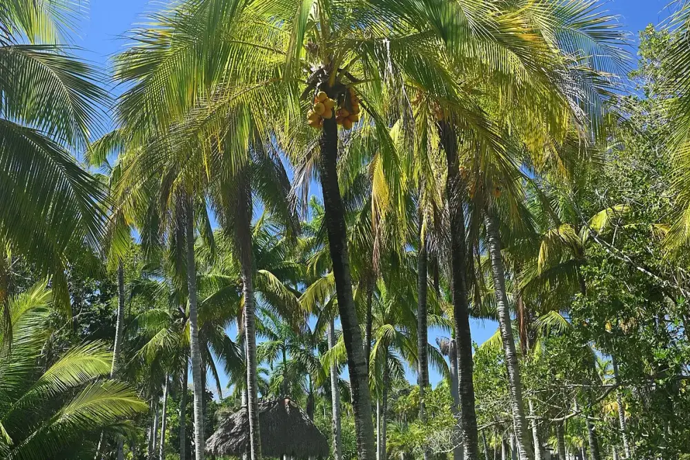 Mãos espalhando óleo de coco ao lado de um coco partido