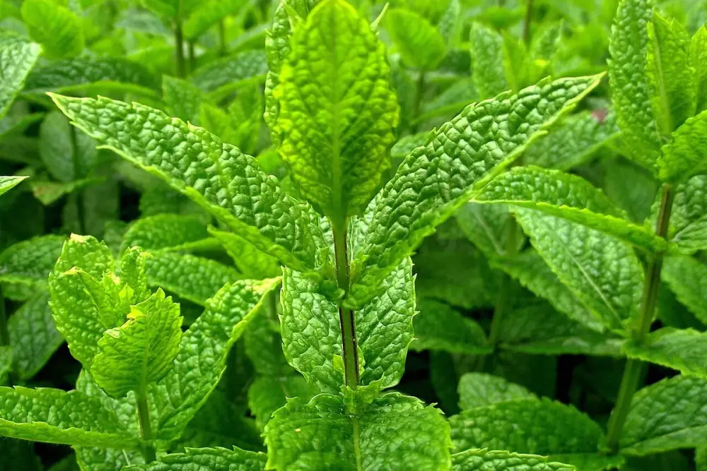 Frasco de vidro escuro com conta-gotas ao lado de folhas frescas de hortelã-pimenta