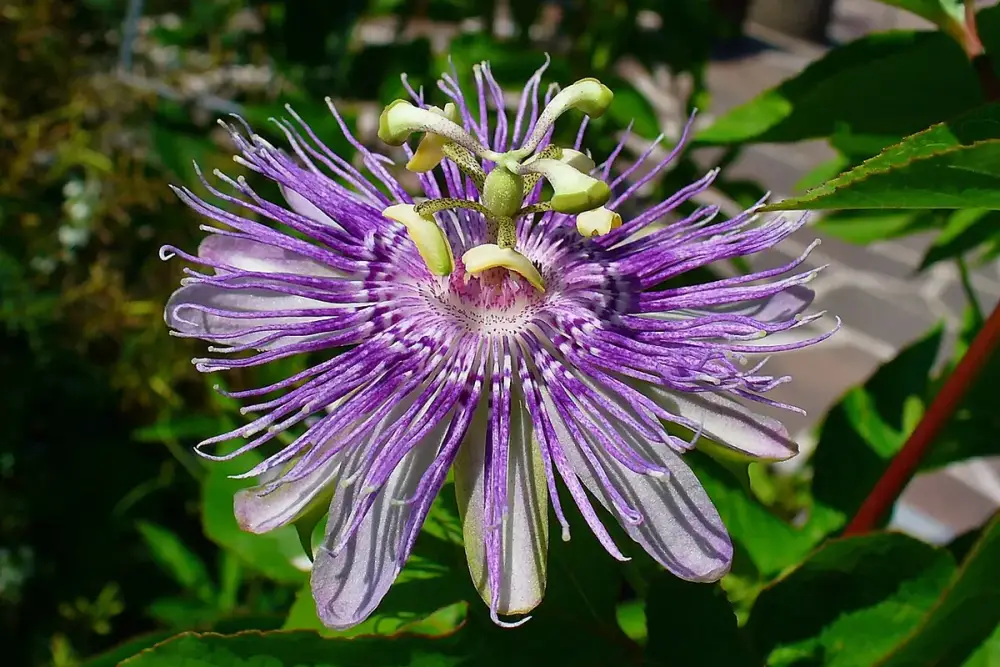Flor roxa e branca de passiflora com filamentos ondulados, entre folhas verdes